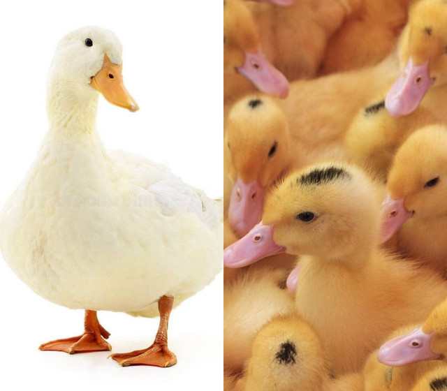 Муларды, Черри Велли