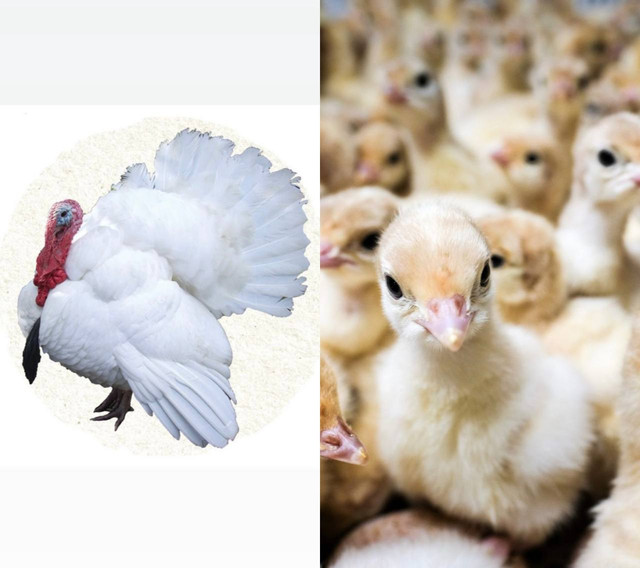 Индюшата Биг-6, Хайбрид Конвертор