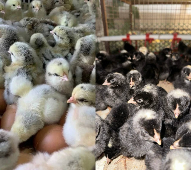 Цыплята цветной бройлер Мастер Грей, Редбро