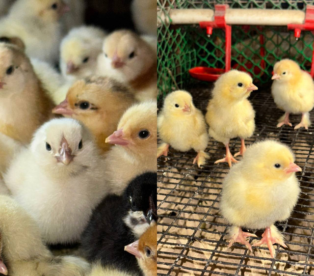 Ломан Браун, Доминанты