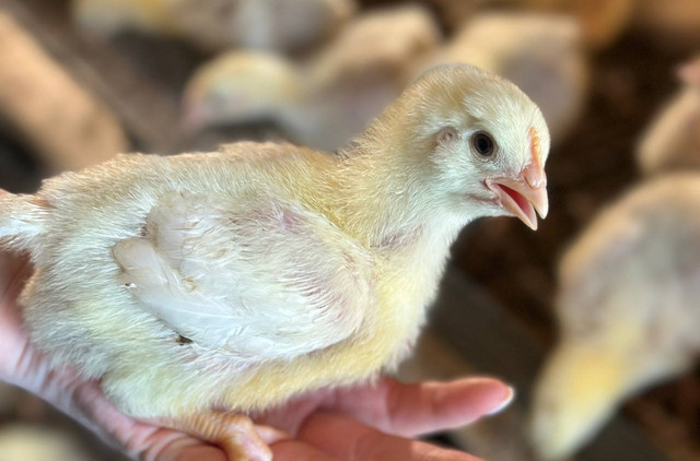 Наша птица - фото 5