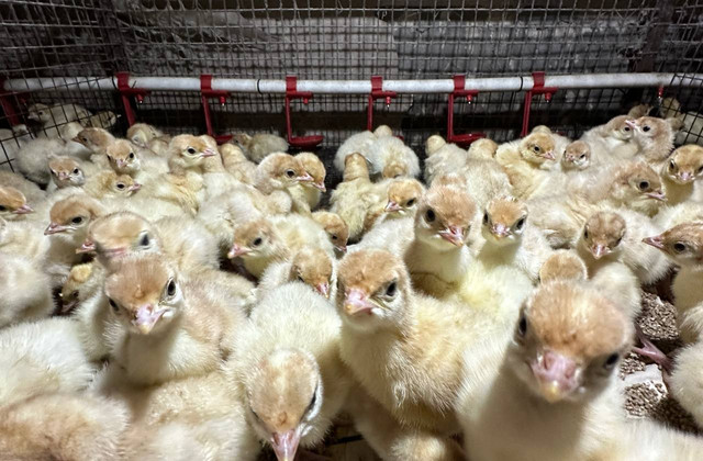 Наша птица - фото 10