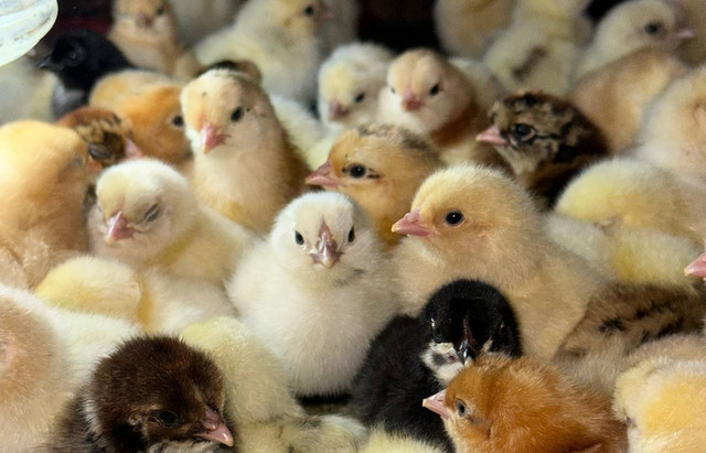 Наша птица - фото 6